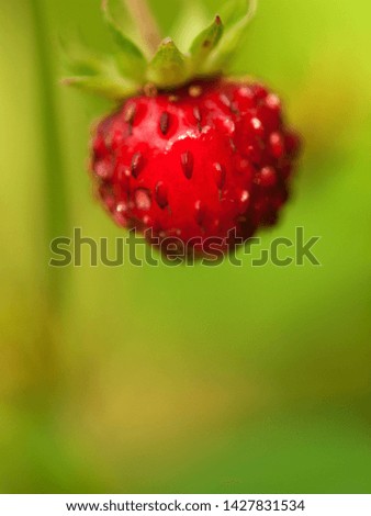 Similar – Foto Bild Himbeeren ernten Frucht