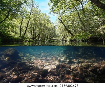 Wild river with clear water under trees foliage, split level view over and under water surface, Spain, Galicia, Pontevedra province, Rio Verdugo
