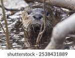 Wild river otter in Grand Teton National Park in Wyoming.