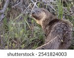 Wild river otters in Grand Teton National Park in Wyoming.