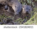 Wild river otters in Grand Teton National Park in Wyoming.