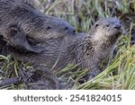 Wild river otters in Grand Teton National Park in Wyoming.