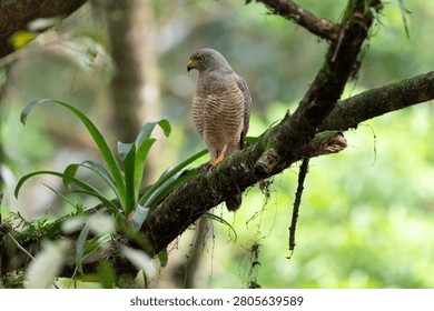 a wild Roadside Hawk with sharp yellow eyes and striped breast feathers perched on a mossy branch in Costa Rica.