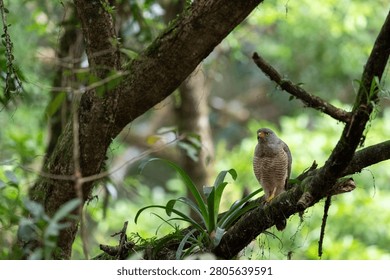 a wild Roadside Hawk with sharp yellow eyes and striped breast feathers perched on a mossy branch in Costa Rica.