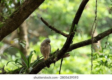 a wild Roadside Hawk with sharp yellow eyes and striped breast feathers perched on a mossy branch in Costa Rica.