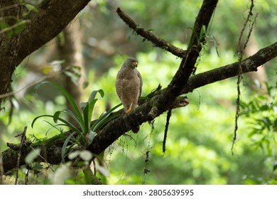 a wild Roadside Hawk with sharp yellow eyes and striped breast feathers perched on a mossy branch in Costa Rica.