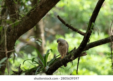 a wild Roadside Hawk with sharp yellow eyes and striped breast feathers perched on a mossy branch in Costa Rica.