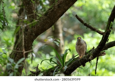 a wild Roadside Hawk with sharp yellow eyes and striped breast feathers perched on a mossy branch in Costa Rica.