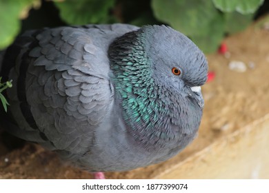 Wild Rock Dove Top Angle Close Shot. Focus On Feathers. 