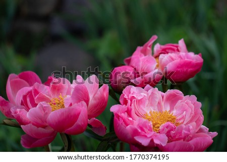 Wild Rock's peony. Pink Peonies. Beautiful Flowers. Flower of Riches, Mudan
