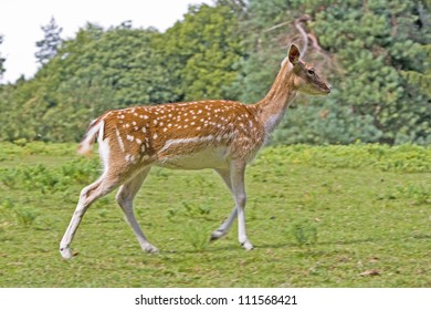 Wild Roe Dear In The Forest On A Glade