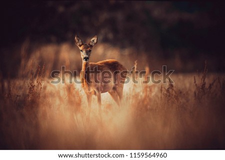 Similar – Image, Stock Photo Roe deer standing in the grass in a meadow