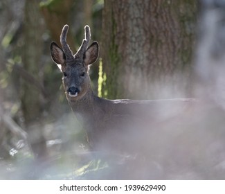 A Wild Roe Deer Buck In A Forest, Backlit With Sunset In A British Woodland, Uk Wildlife Nature