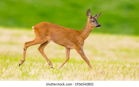 Wild Roe Deer In Dumfries And Galloway, Scotland