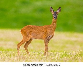 Wild Roe Deer In Dumfries And Galloway, Scotland