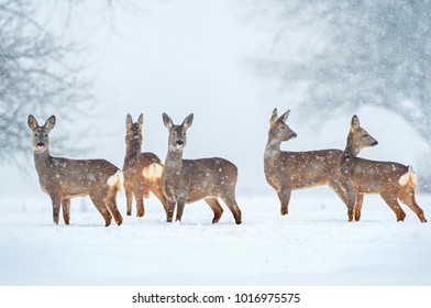 Wild roe deer herd in a snowfall