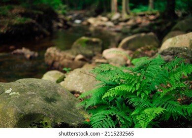 The wild and romantic green Ilsetal in the Harz National Park with ferns in the foreground
