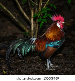 36 357 Wild Rooster Images Stock Photos Vectors Shutterstock 36 357 Wild Rooster Images Stock Photos Vectors Shutterstock