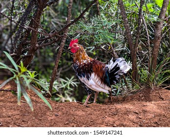 Wild rooster in Kauai against jungle background