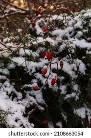 wild rose berries growing on a snow-covered bush
