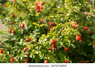 Wild rose berries. High quality photo