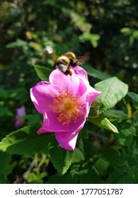 Wild Rose Bow Valley Provincial Park Alberta Canada