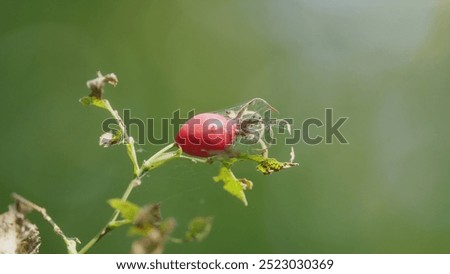 Similar – Image, Stock Photo as fresh as a daisy