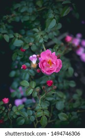 Wild Rose Bush In Summer, Close Up