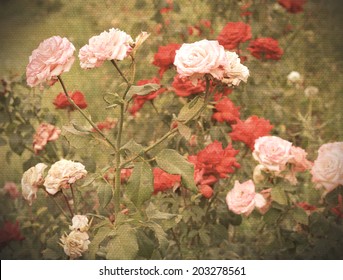 Wild Rose Bush Vintage Photos Retro Style