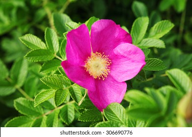 Wild Rose Flower.