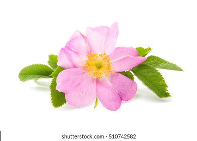 Wild Rose Flower Isolated On White Background