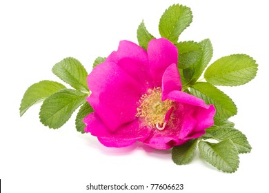 wild rose flower on a white background