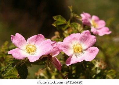 wild rose flowers