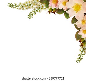 Wild rose flowers corner arrangement isolated on white