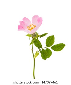 Wild Rose Isolated On White Background