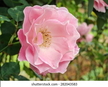Wild rose macro