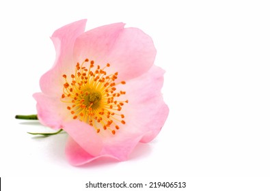 wild rose on a white background