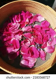 Wild Rose Petals Collected On A Net.