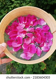 Wild Rose Petals Collected On A Net.