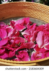 Wild Rose Petals Collected On A Net.