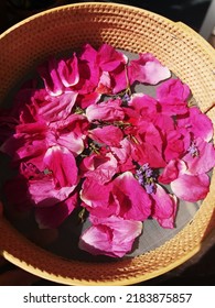 Wild Rose Petals Collected On A Net.