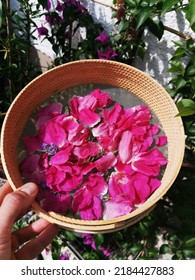 Wild Rose Petals Collected On A Net.