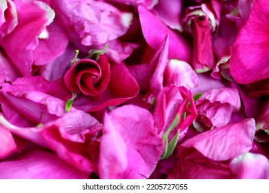 Wild Rose Petals. Pattern From Red Flowers Of Rose Hips. Macro Photo.