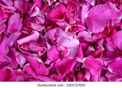 Wild Rose Petals. Pattern From Red Flowers Of Rose Hips. Macro Photo.