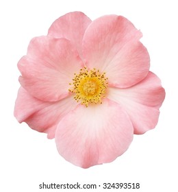 Wild Rose Pink Flower Isolated On White