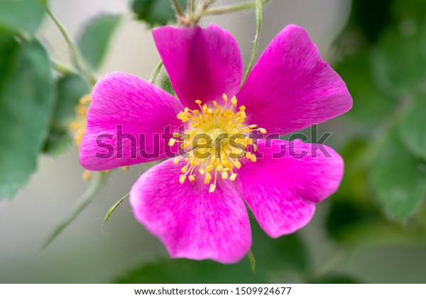 Wild\
Rose, this rose is the Alberta provincial floral emblem,also known\
as the, Prickly rose, (Rosa acicularis) , a very fragrant flower.\
Pink wild rose flower closeup, natural\
background.