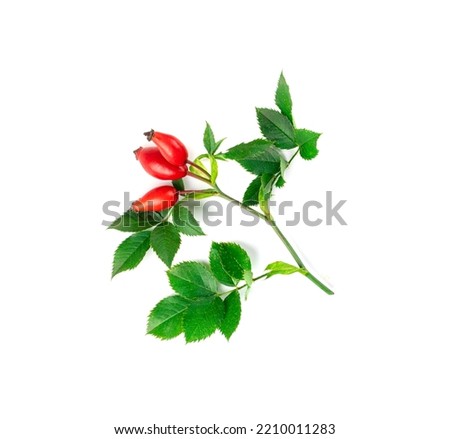 Wild rose twig isolated. Rose hip branch with red berries, rosehip fruits and leaves, dog rose sprig, dogrose twig on white background
