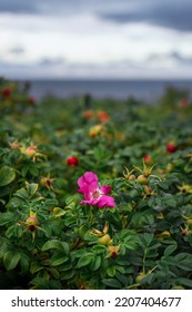 Wild Rosehip Flowers On A Bush Near The Sea