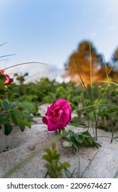 Wild Rosehip Flowers On A Sand Dune