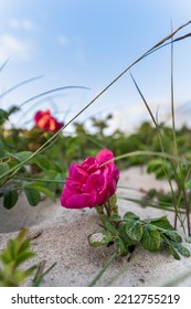 Wild Rosehip Flowers On A Sand Dune